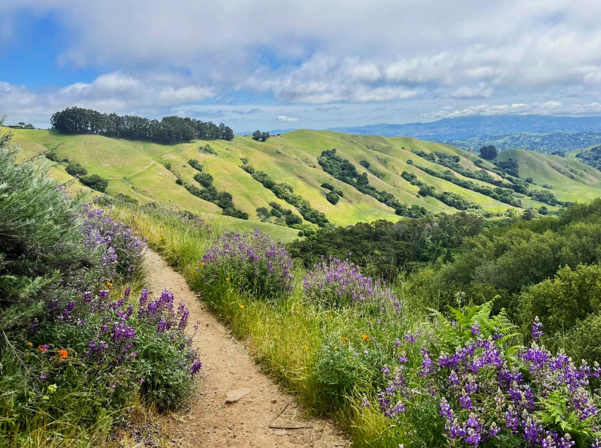 2023_Tilden_Yumei Wang via AllTrails